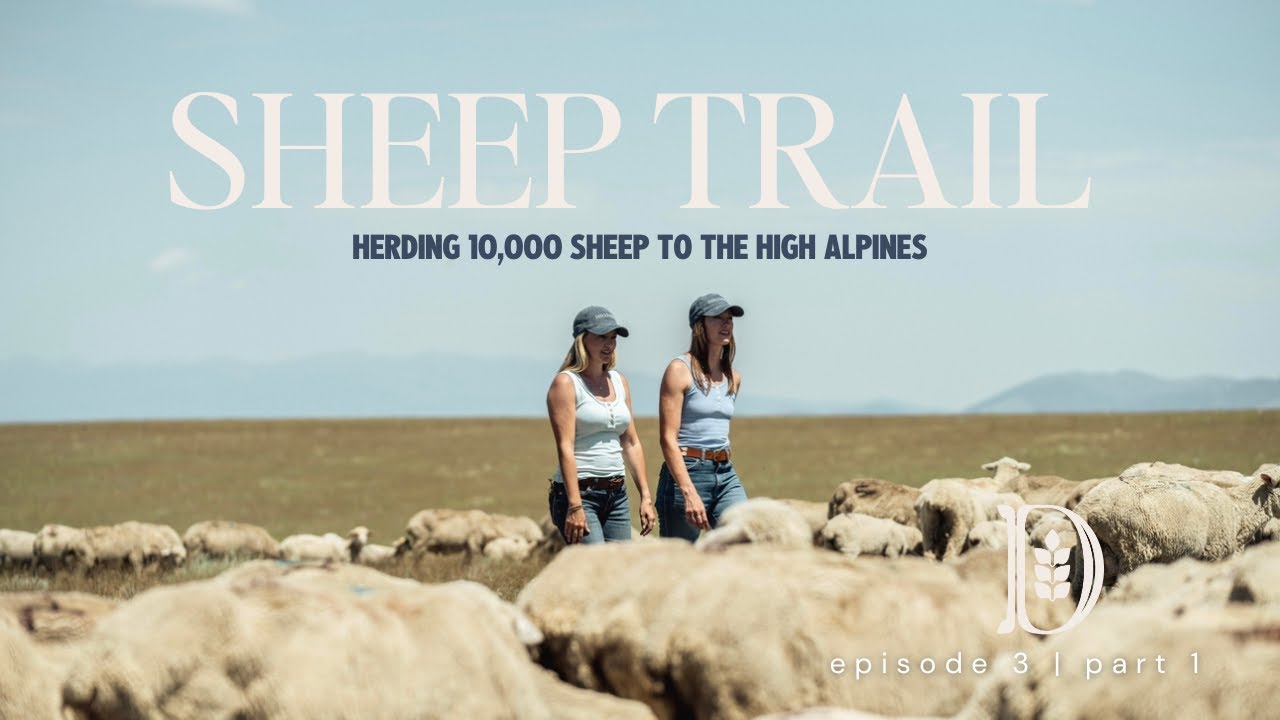 SHEEP TRAIL PART 1 |  Moving 10,000 Sheep Through the Mountains &mdash; You Have to See This!!!