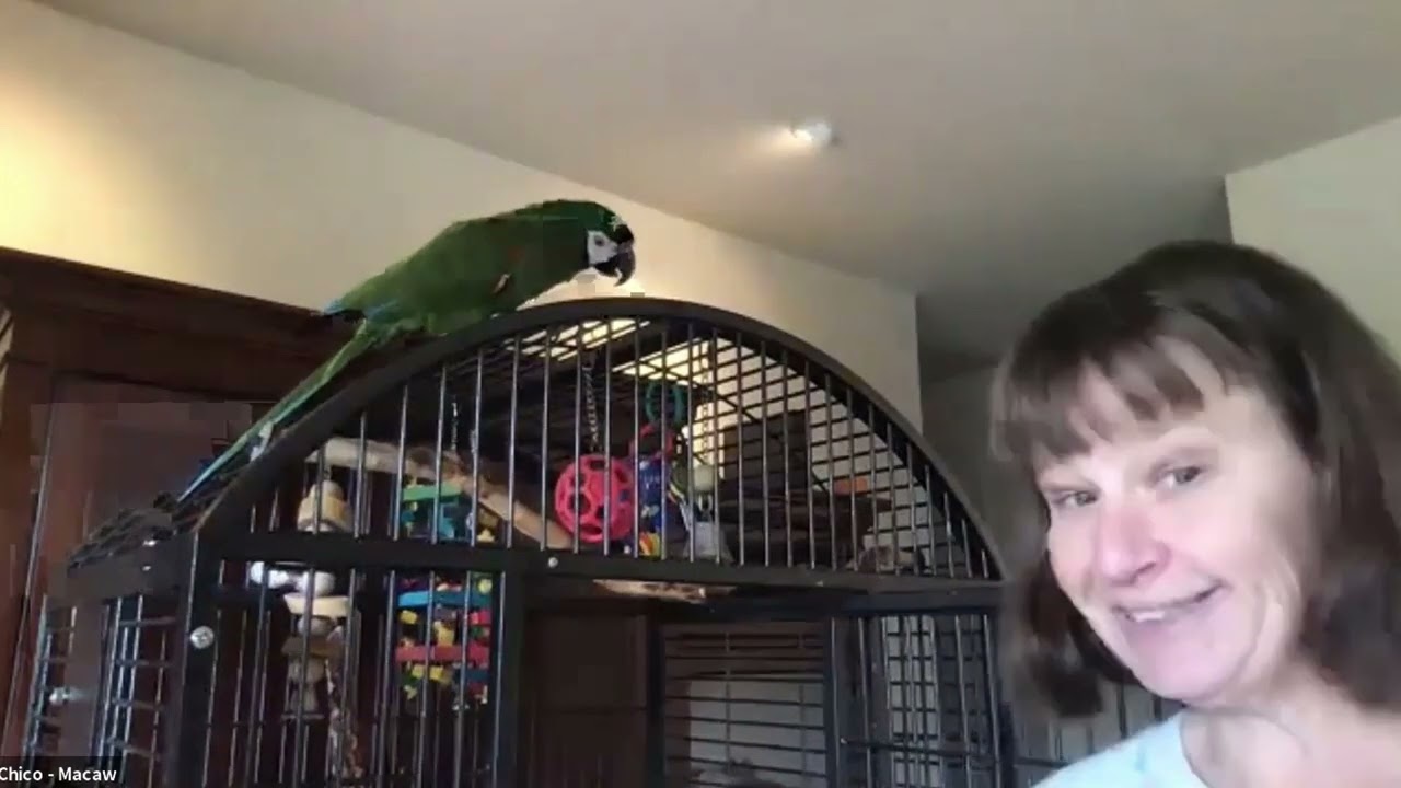 Chico the Severe Macaw - Mickaboo Virtual Adoption Fair