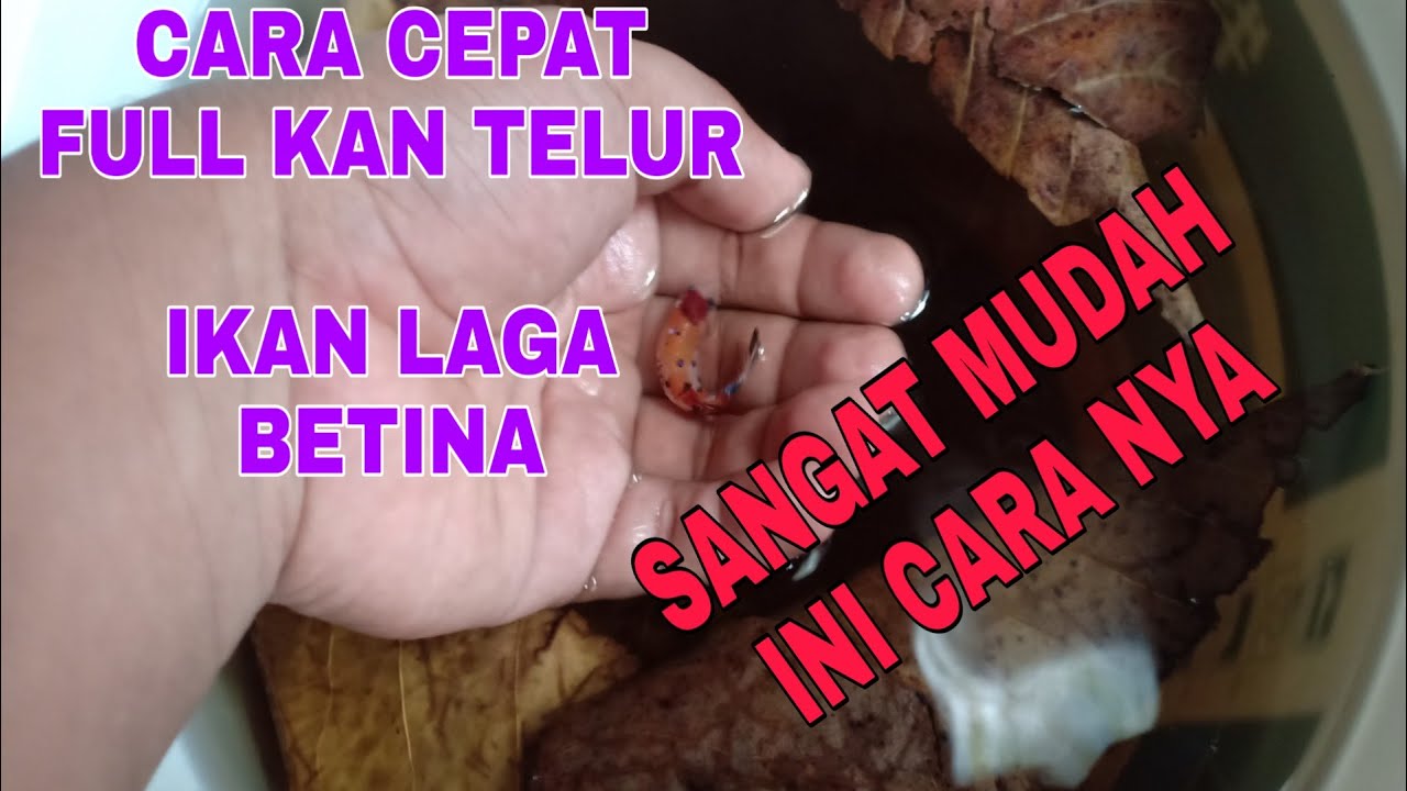 Cara cepat full kan telur ikan laga betina..sangat mudah