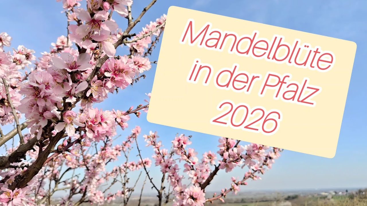 Mandelblüte in der Pfalz 2026