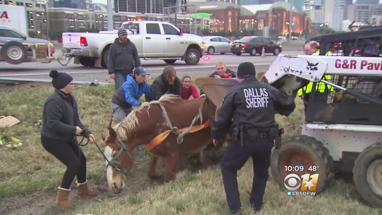 Bystanders Help Rescue Horse After Trailer Accident