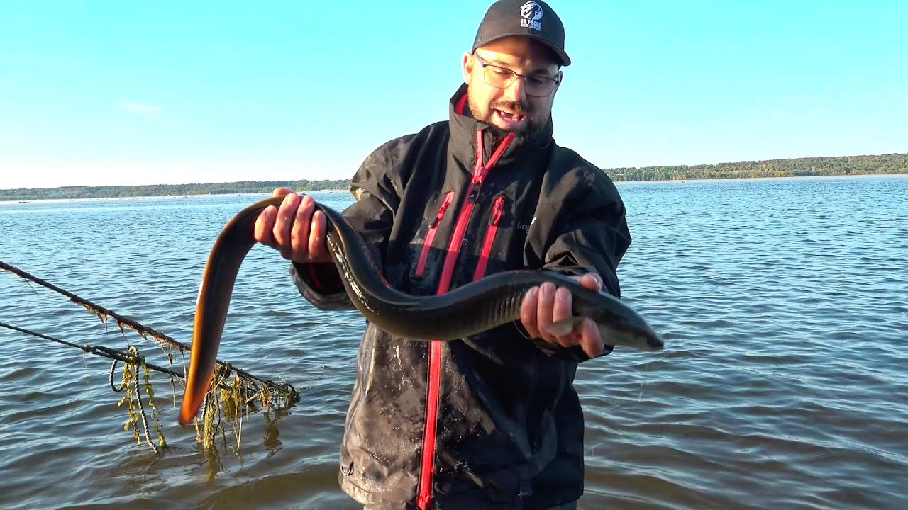 La pêche dans la peau S1E8 Anguille d'Amérique: Du fleuve St-Laurent à la mer des Sargasses