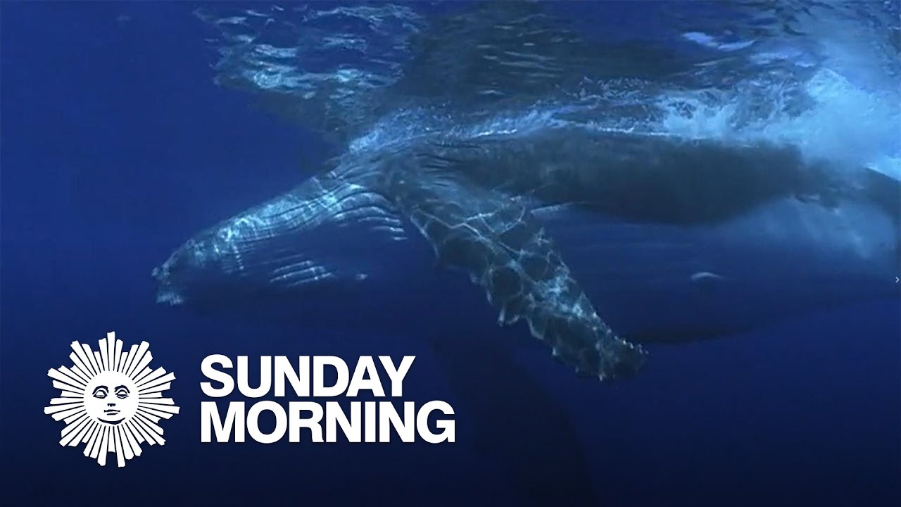 Protecting whales from ship strikes