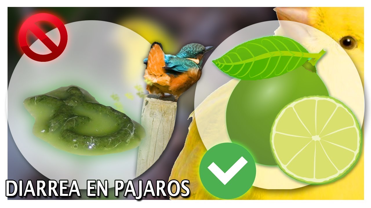 Como curar a nuestros pajaro de una diarrea