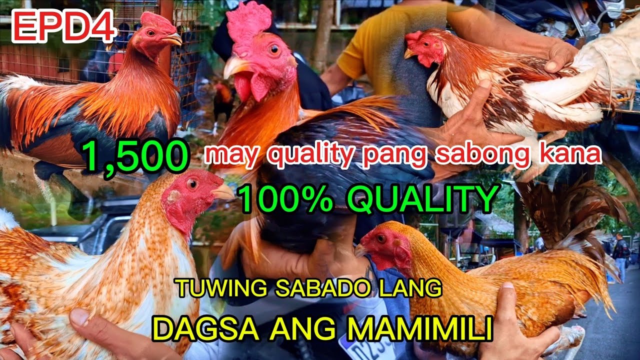 Araw nanaman ng bintahan ng manok panabong#janztv
