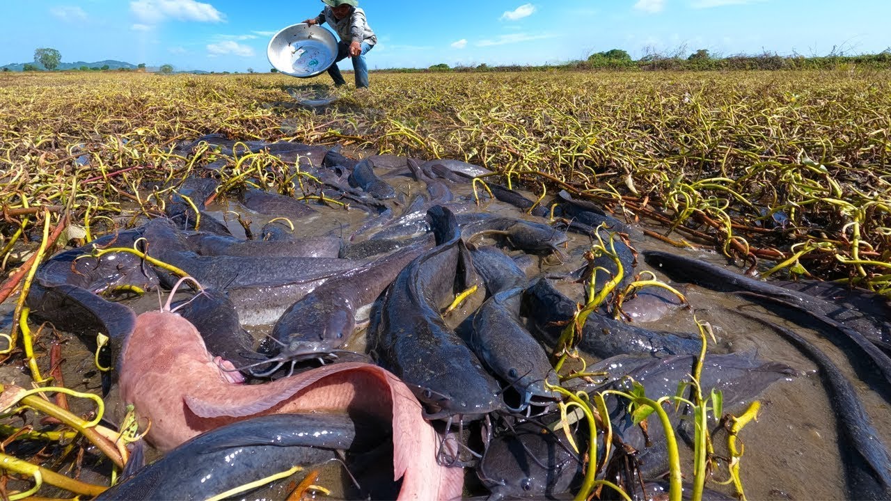 Massive Catfish Gathering in Farmland – Shocking Scene!