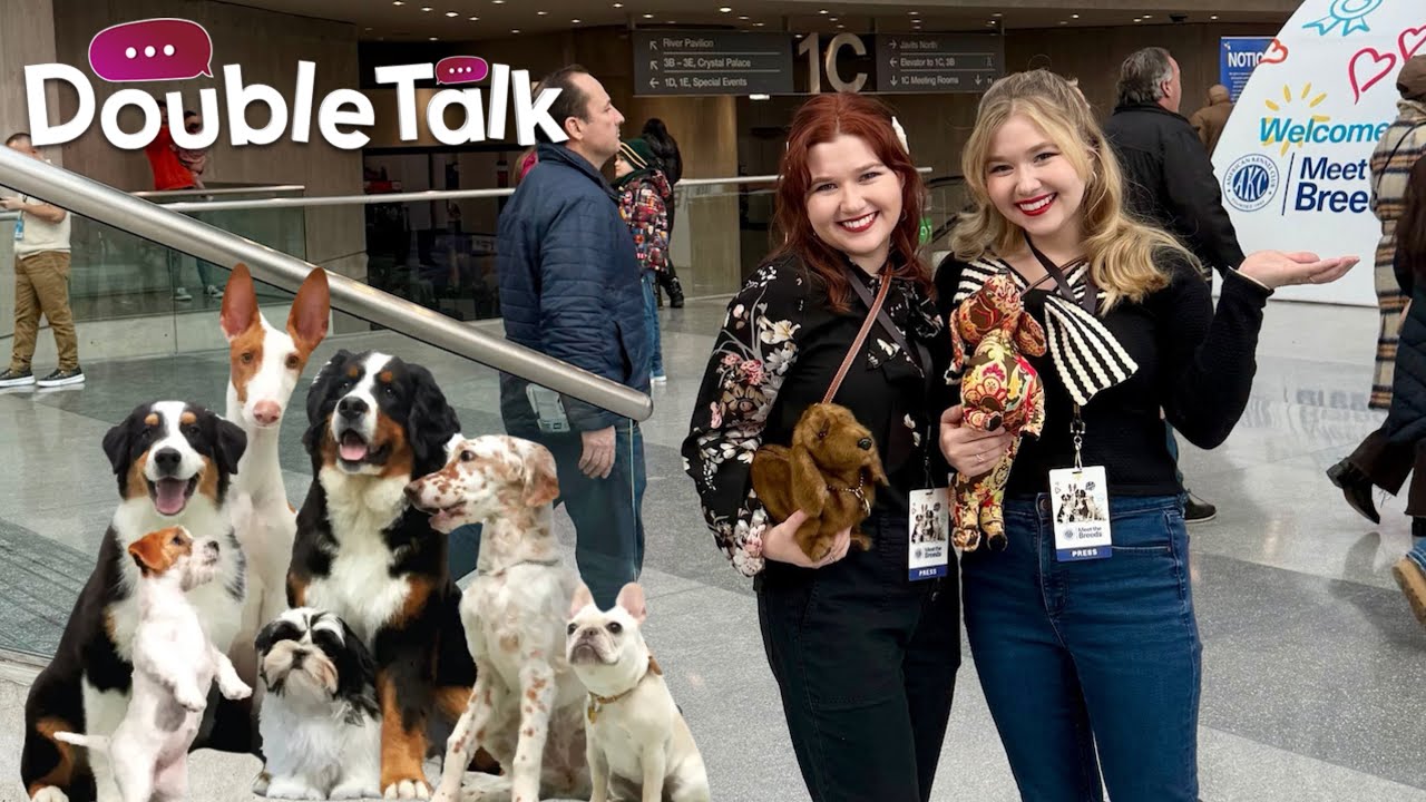 Выставка AKC «Знакомство с породами 2025» — мечта любого любителя собак! Ежегодная нью-йоркская т...