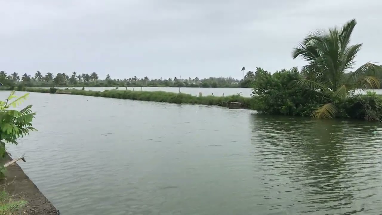 Cherai Backwaters