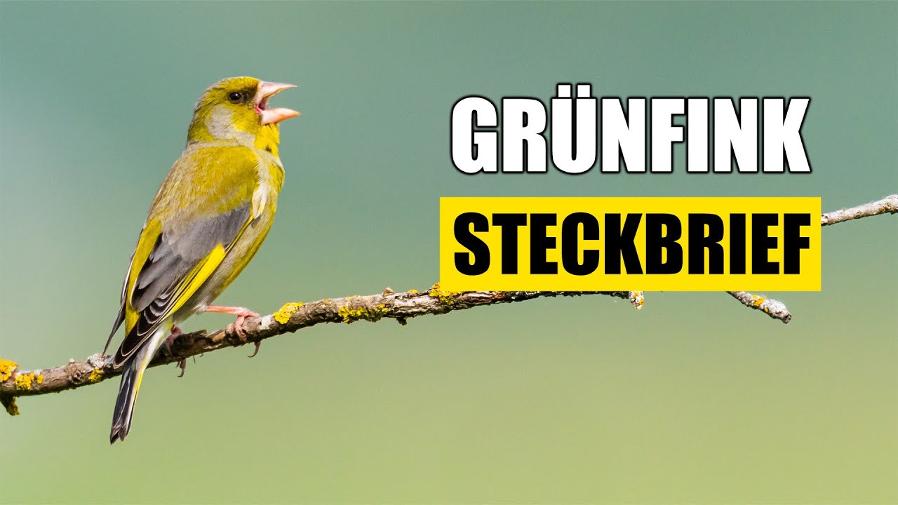 Der Gr&uuml;nfink &ndash; Lebensweise, Ruf & Merkmale