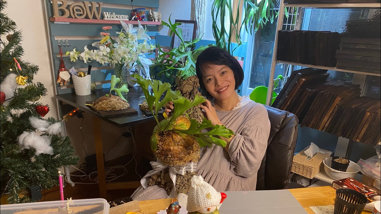 今日はお誕生日のサプライズができて、めちゃくちゃ楽しかったです🎂 アマテラスの話❕ビカクシダ　リドレイのコルク付け キチャクッティネスプロイラターナ、リドレイリトルプリンセス、ベイチアーバンリバー板付