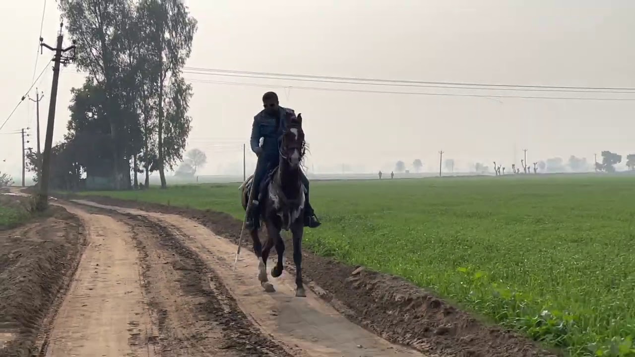 Horse ride Practise for Tent pegging