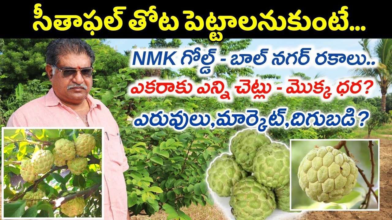 NMK గోల్డ్ - బాల్ నగర్ సీతాఫల్ సాగు | Custard Apple Cultivation | Shiva Agri Clinic