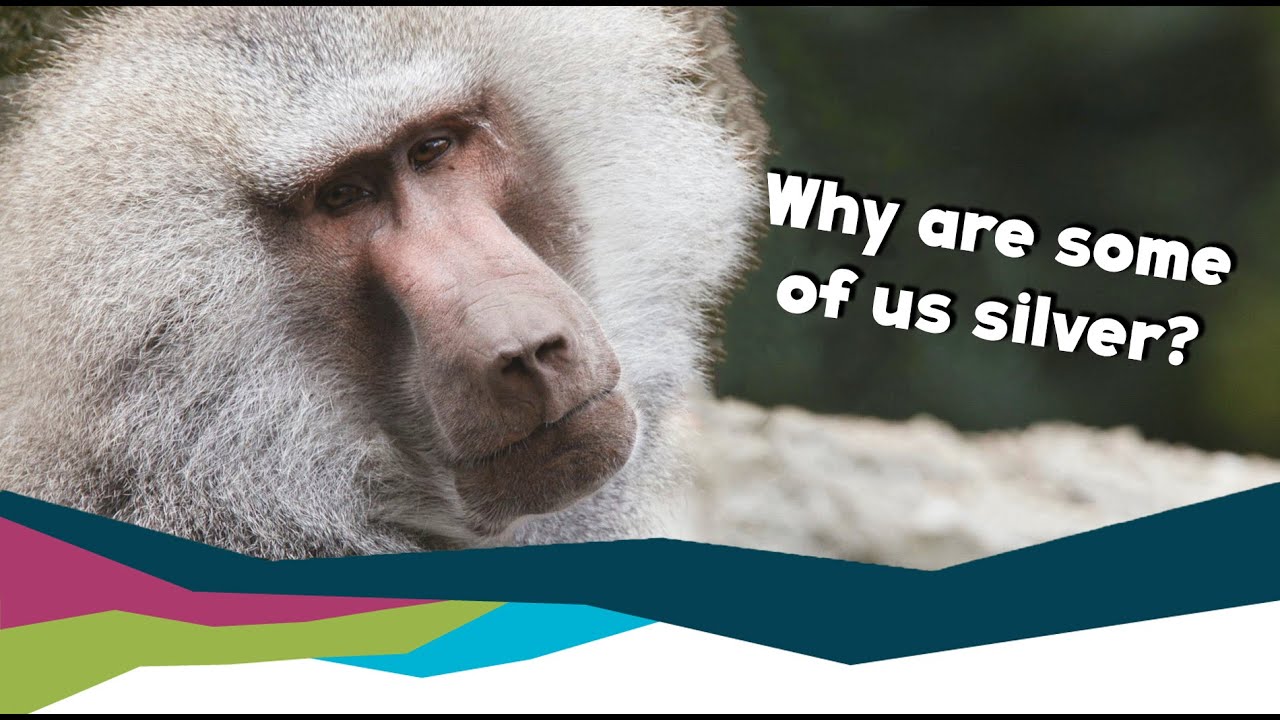 Meet Our Hamadryas Baboon Troop