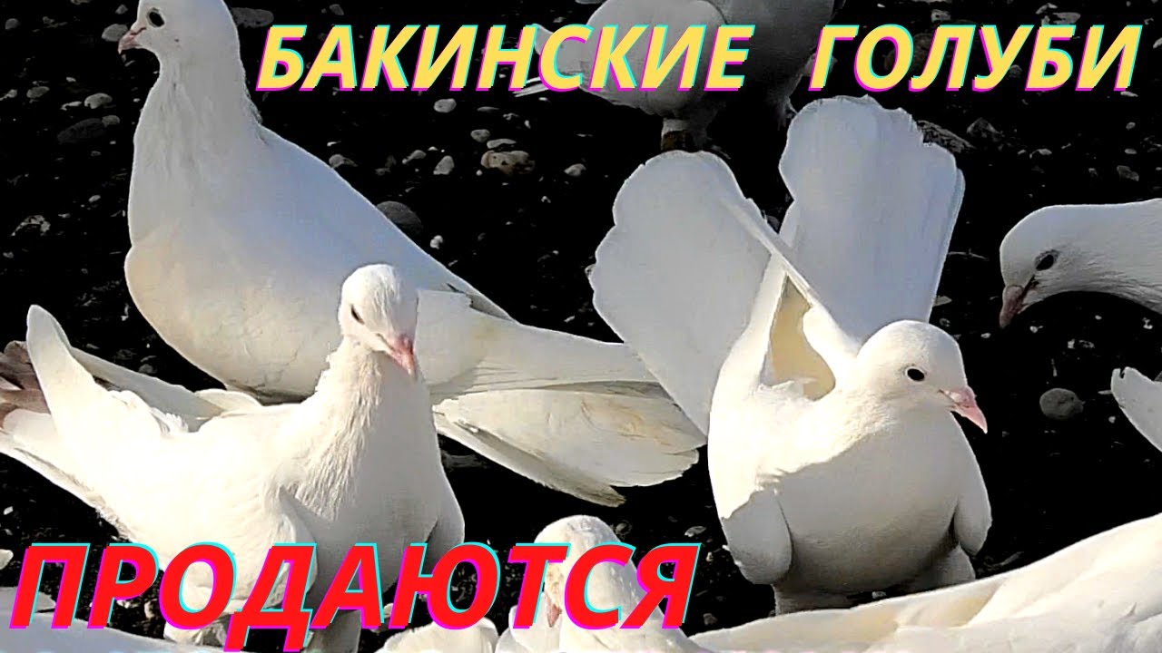 Бакинские широкохвостые голуби Гусейнова Теймура в Астрахани+7-961-798-10-02