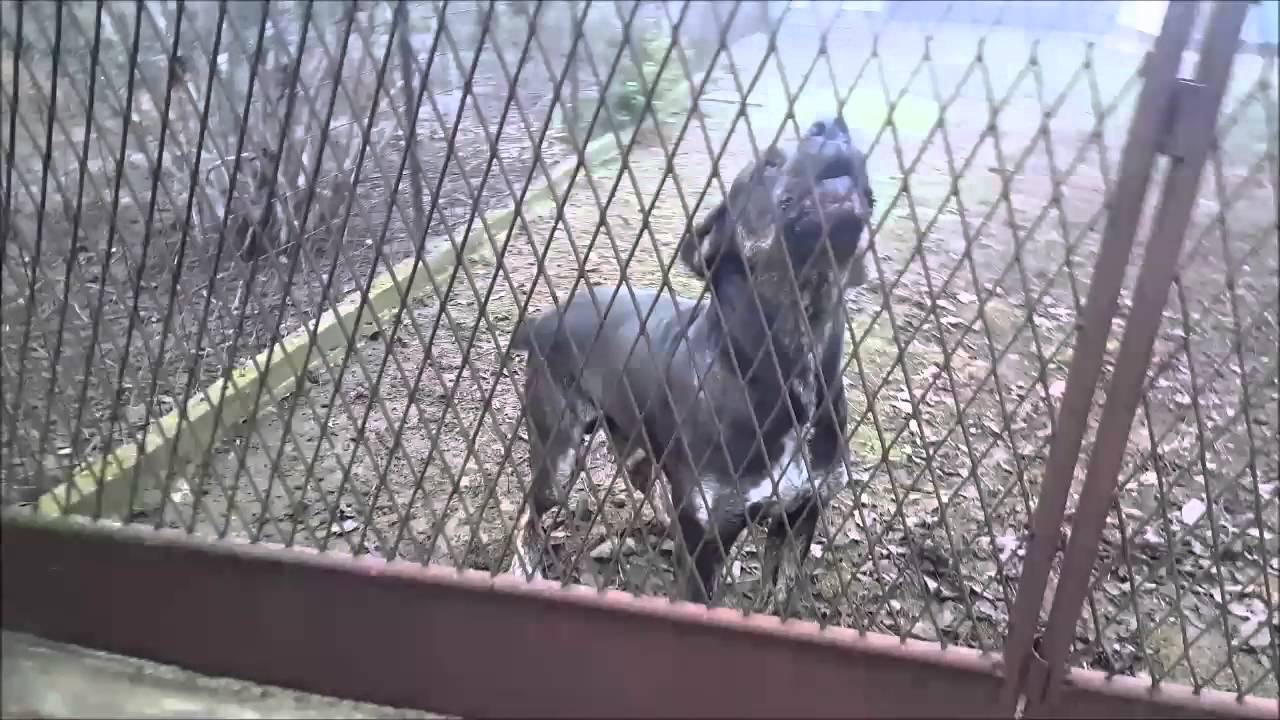 Serbian defense dog Argos (Kapo) defends