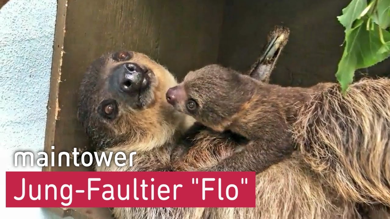 Faultier-Nachwuchs im Frankfurter Zoo | maintower