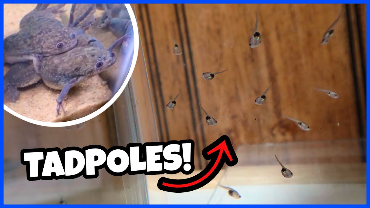 My Frogs Had BABIES!