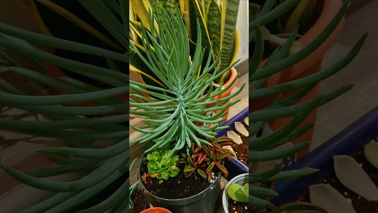 As&iacute; brilla mi Senecio Vitalis bajo el sol &ndash; &iexcl;Pura vida suculenta! #plantas #suculentas #senecio