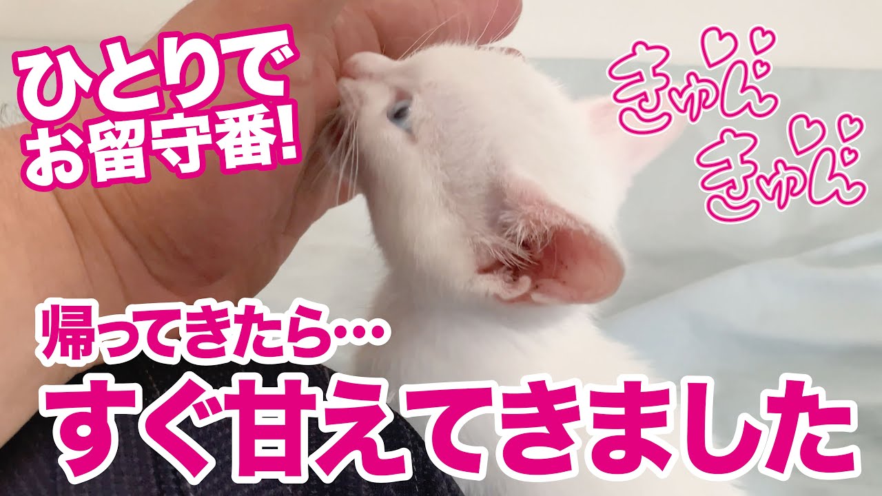 仕事から帰ってきたパパに甘えてます