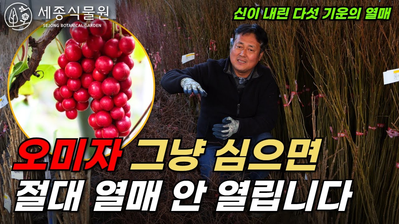 오미자, 그냥 심으면 절대 열매 안 열립니다!