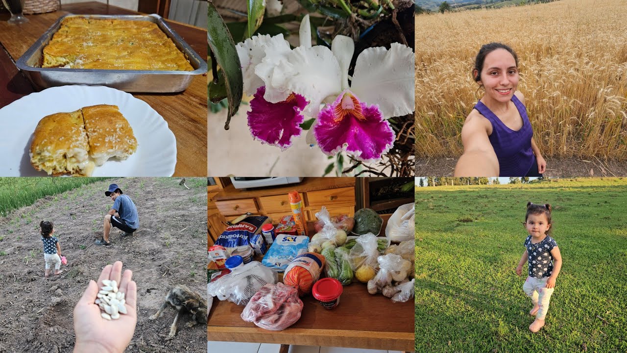 COMPRAS DA SEMANA/PLANTAMOS ABOBORA E MANDIOCA/TORTA DE FRANGO/CAMINHADA TRIGOS LINDOS