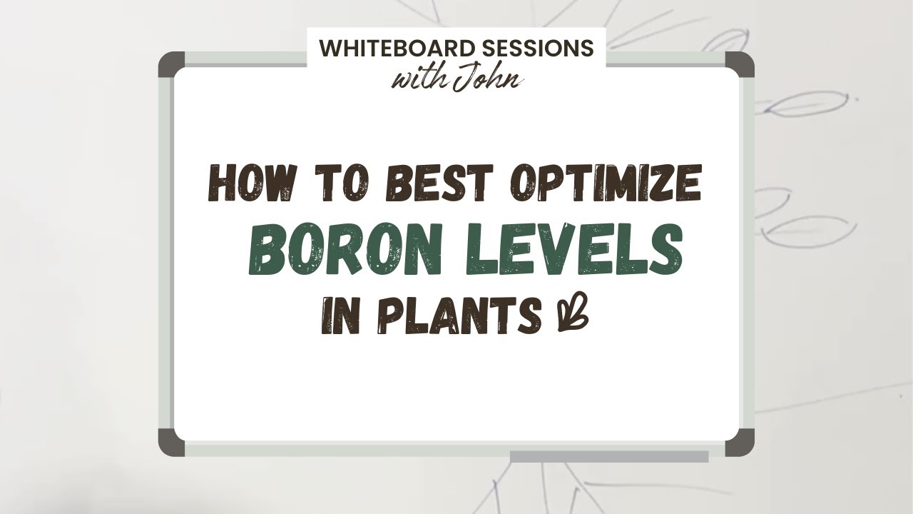 How to Best Optimize Boron Levels in Plants