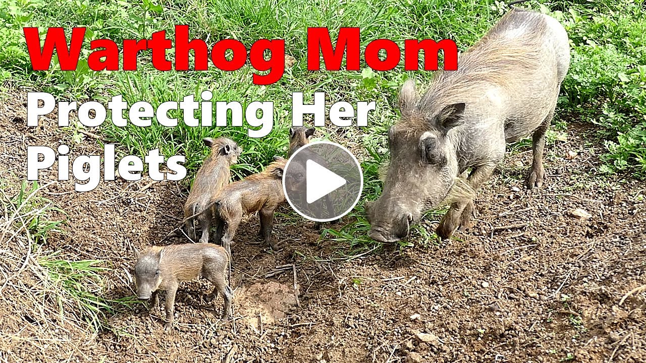 Warthog Mother Protecting Her Piglets
