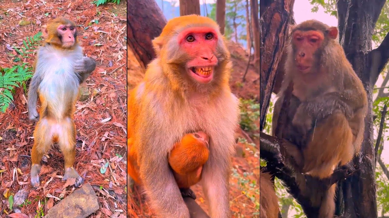 The monkey mebe feel scare something