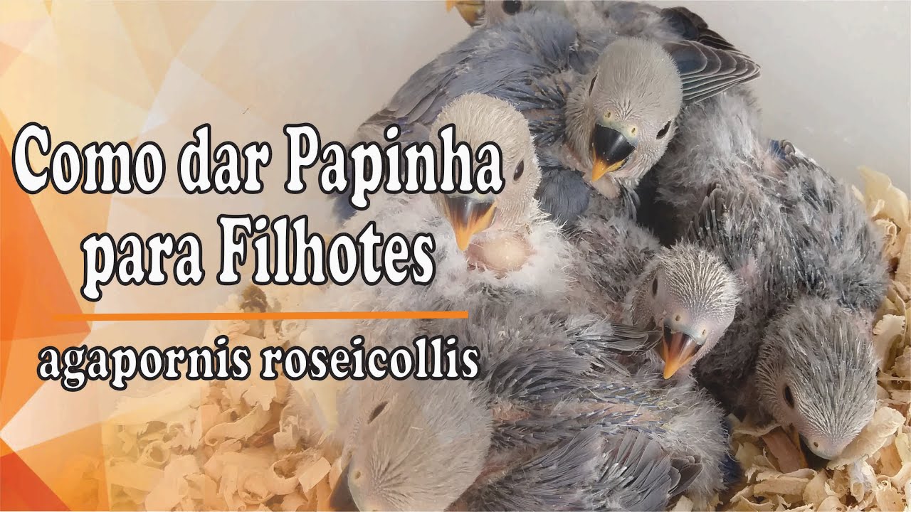 Como dar Papinha para Filhotes de Agapornis Super Fácil e Rápido