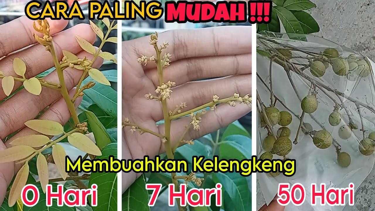 PASTI BISA !! CARA PALING GAMPANG MEMBUAHKAN POHON KELENGKENG