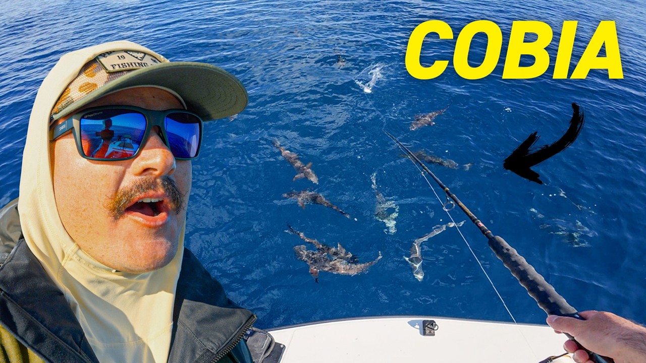 Cobia and Massive Sharks Everywhere!! Small Boat Offshore Fishing!