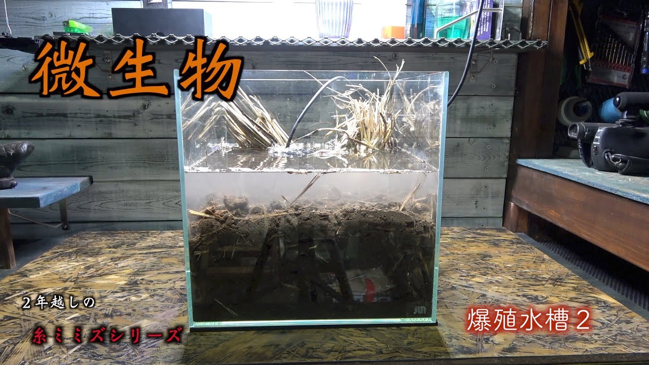 イトミミズ爆殖水槽２　再チャレンジ　微生物シリーズ