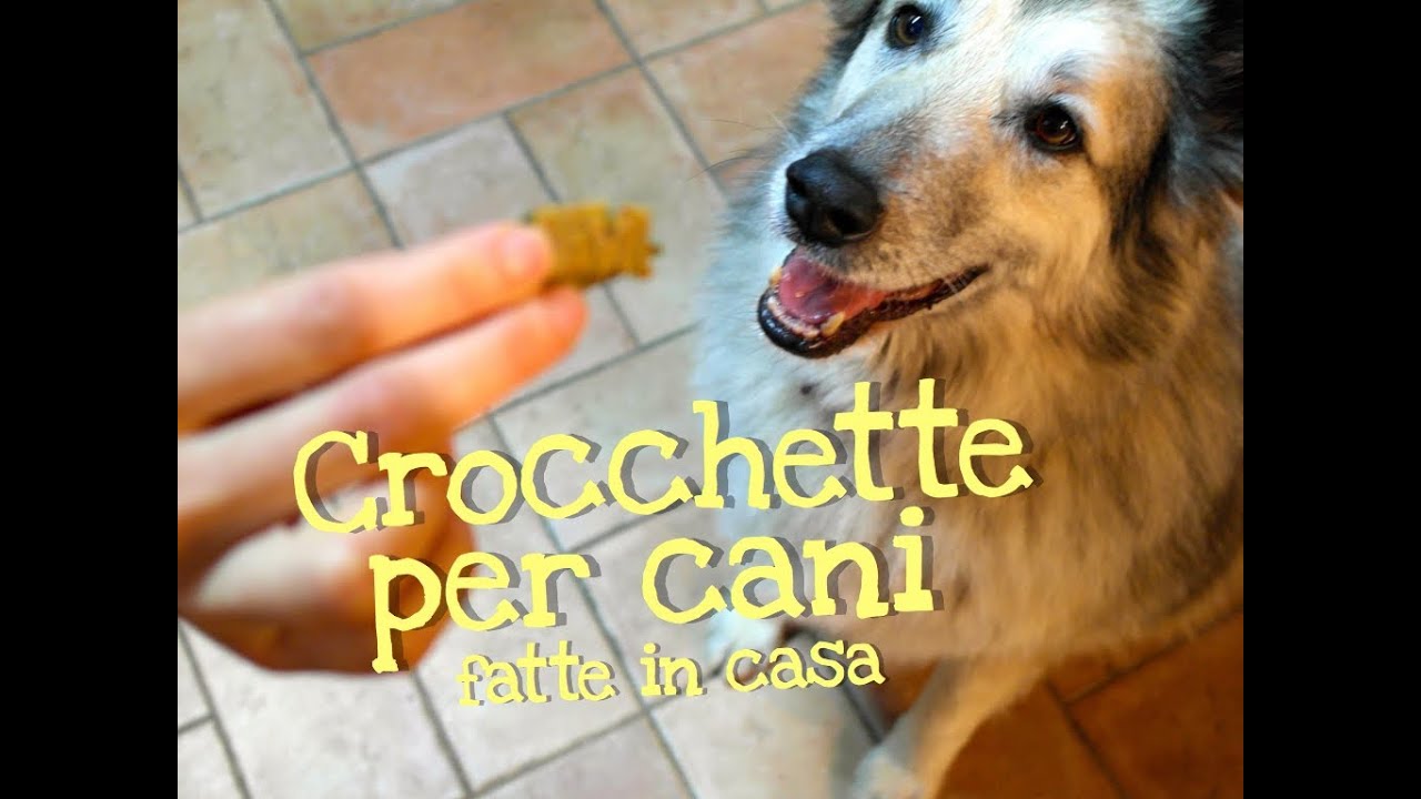 Домашний корм для собак — Домашнее от Benedetta