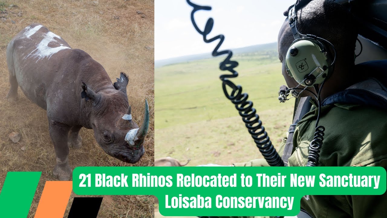 Witness 21 Black Rhinos Safely Relocated to Their New Sanctuary Loisaba Conservancy