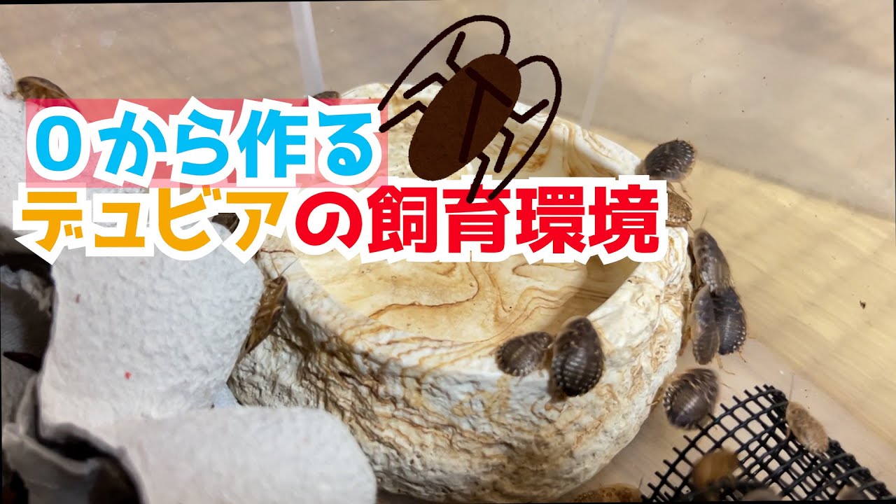 デュビア飼育環境作りを解説するわよ♡