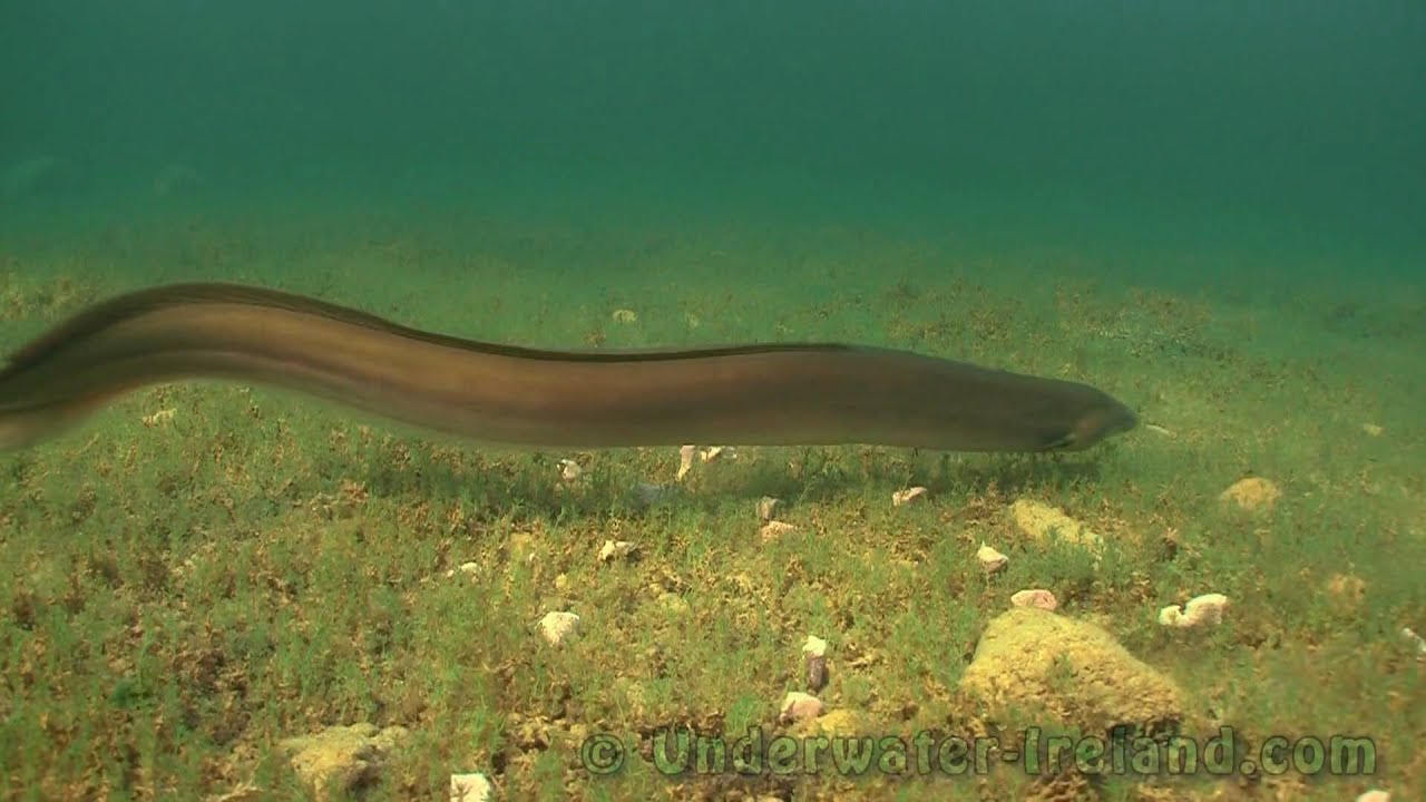 Underwater experiment: Feeding freshwater eel with worms & liver in crystal clear water.