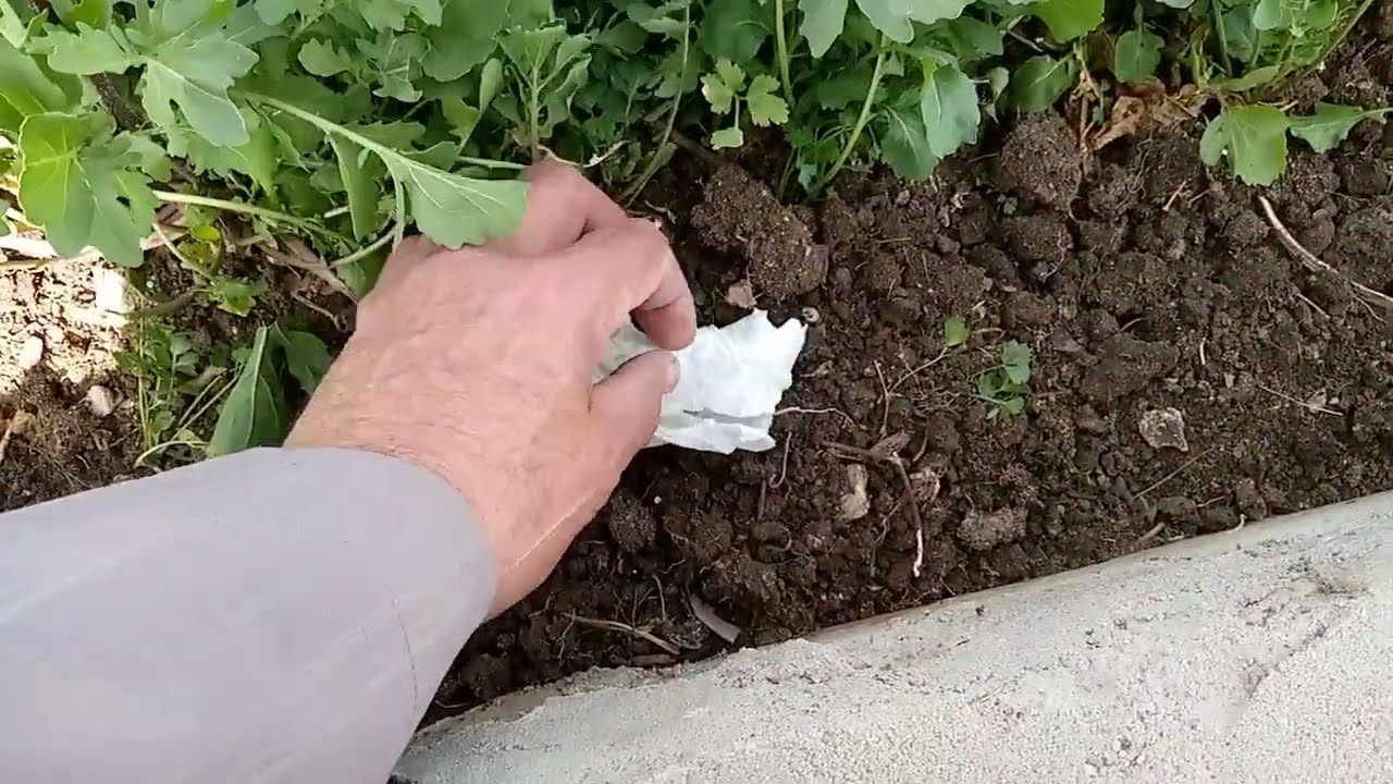 زراعه الشهد العراقى من البذره