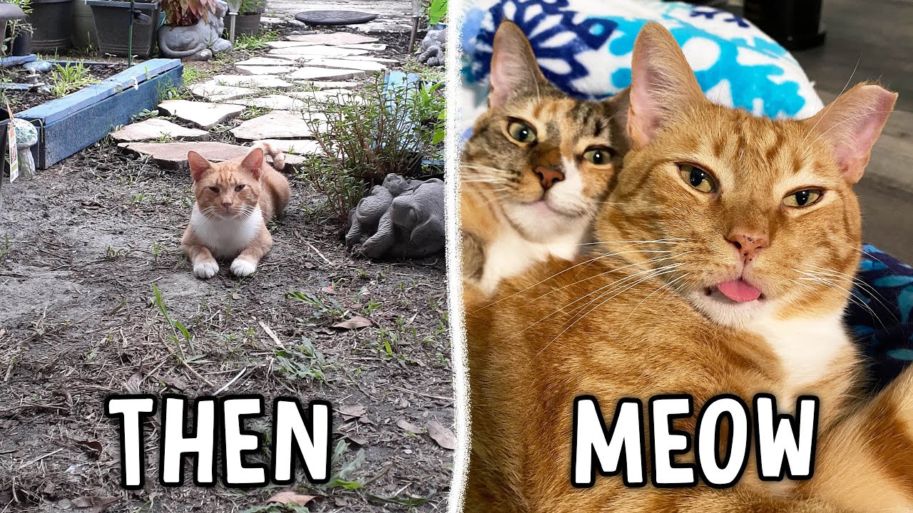 How a Ginger Cat Found a New Home! 