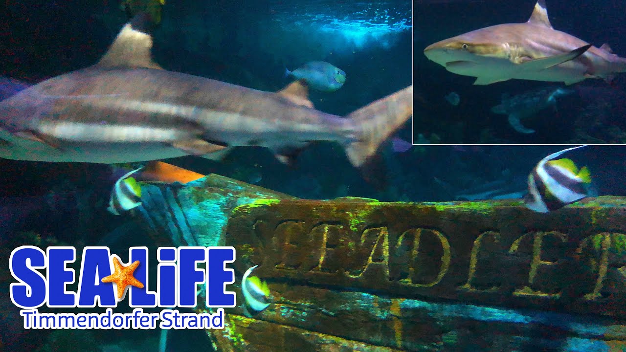 SEA LIFE Timmendorfer Strand 202@ChathaFoodVlog