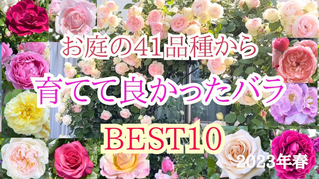 【育てて良かったバラBest10🌹】お庭に咲く41品種から厳選したバラ✨