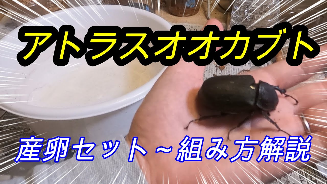 【産卵セット解説】アトラスオオカブト