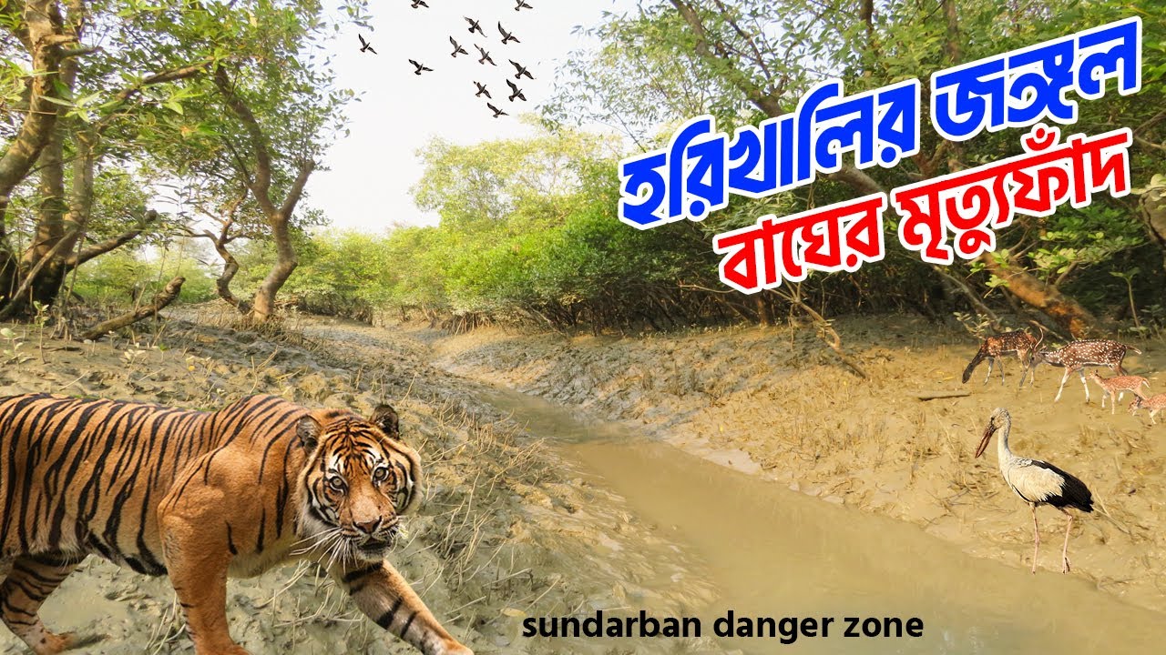 সুন্দরবনের সবচেয়ে খতরনাক জঙ্গল যেখানে বাঘ শাসন করে | royal bengal tiger forest | sundarban tour