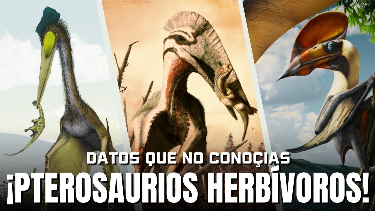 ¡Pterosaurios Herbívoros! - Datos Que Seguramente No Conocías De Los Pterosaurios