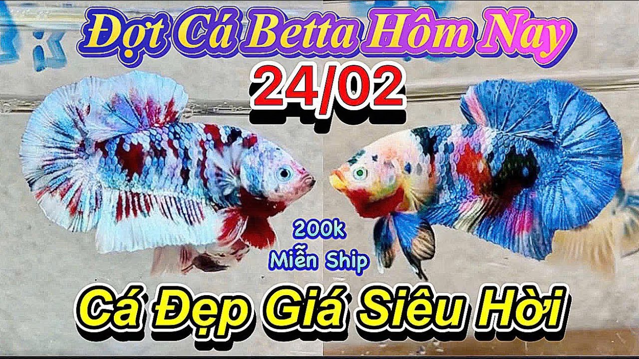 ❤️24/02/2026_Clip Betta Mới Cực Phẩm_Giả Từ 50k_Size Siêu Khổng Lồ_Cá Vip_Hàng Tuyển_Làm Giống❤️