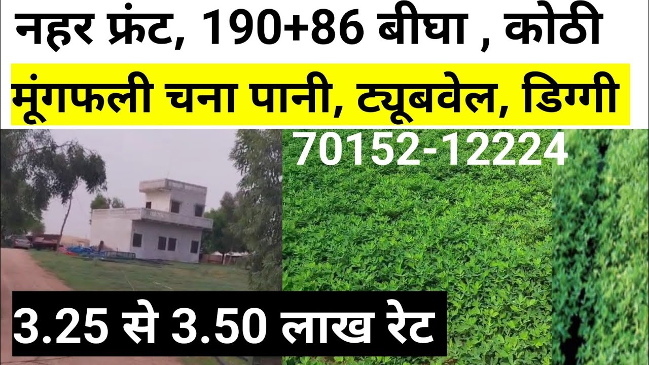 राजस्थान की सस्ती जमीन। 190+86 बीघा कोठी नहर फ्रंट मूंगफली चना पानी। बीकानेर अर्जनसर की बिकाऊ जमीन।
