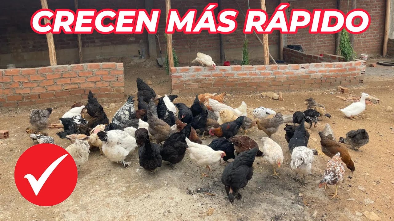 Ventajas y desventajas de criar gallina LIBRES 