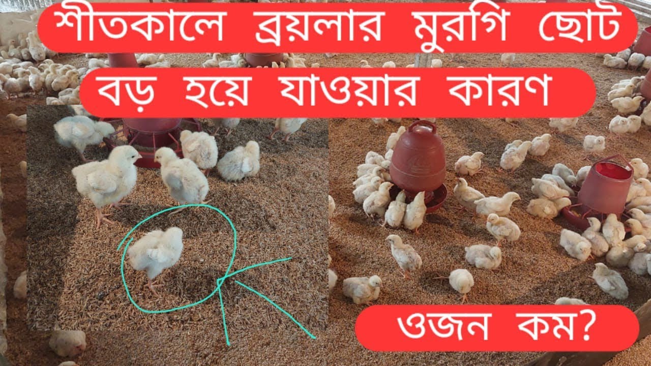 শীত কালে ব্রয়লার মুরগি ছোট বড় হওয়ার আসল কারণ যেনে নিন Real Reasons for Size Variation in Winter....!