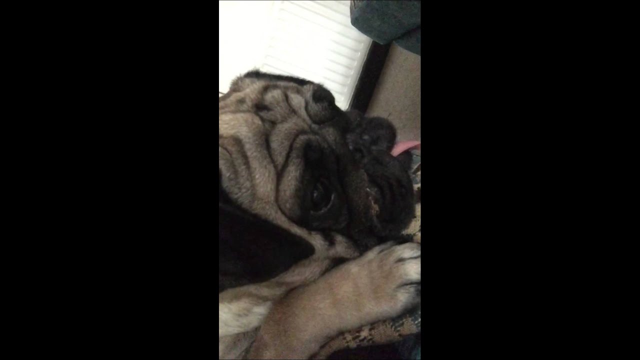 Rupert Eli - pug and jack Russell playing