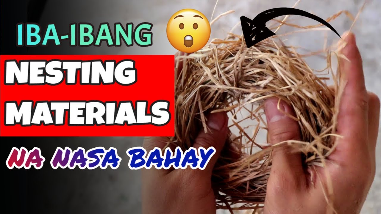 NESTING MATERIALS FOR LOVEBIRDS THAT ARE AVAILABLE AT HOME