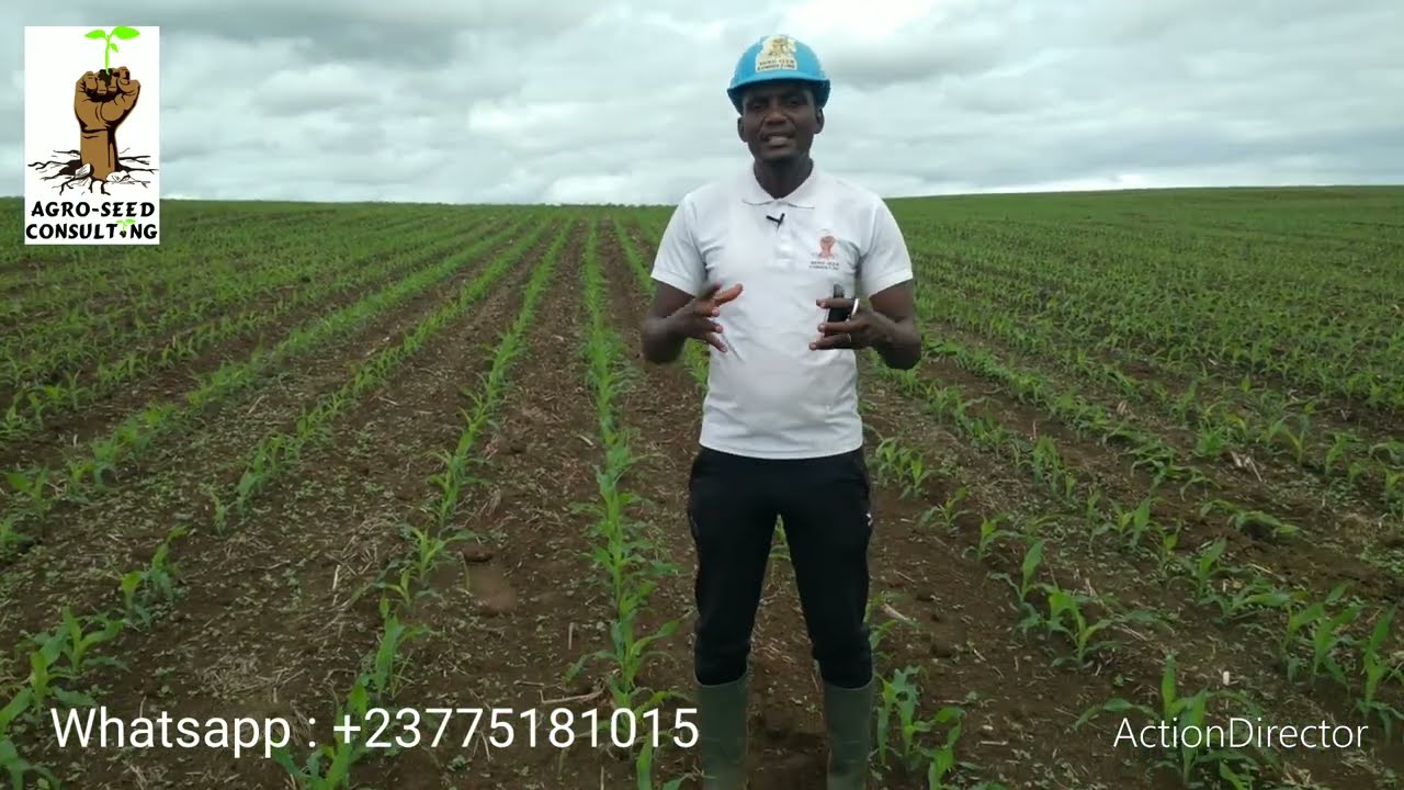 projet maïs 🌽 sur 400 ha au Congo : Voici l'évolution quelques jours après les semis !